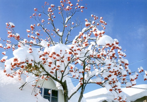 雪がつもっているナナカマドの木