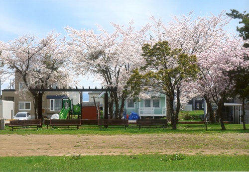 ひばり公園の桜の木