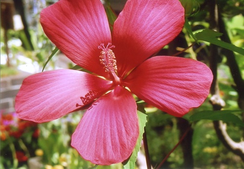 タイタンビカス