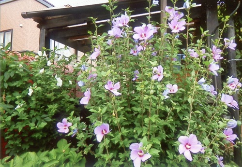 ピンクと白のムクゲ