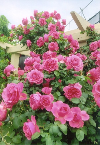 バラ（レオナルドダヴィンチ）