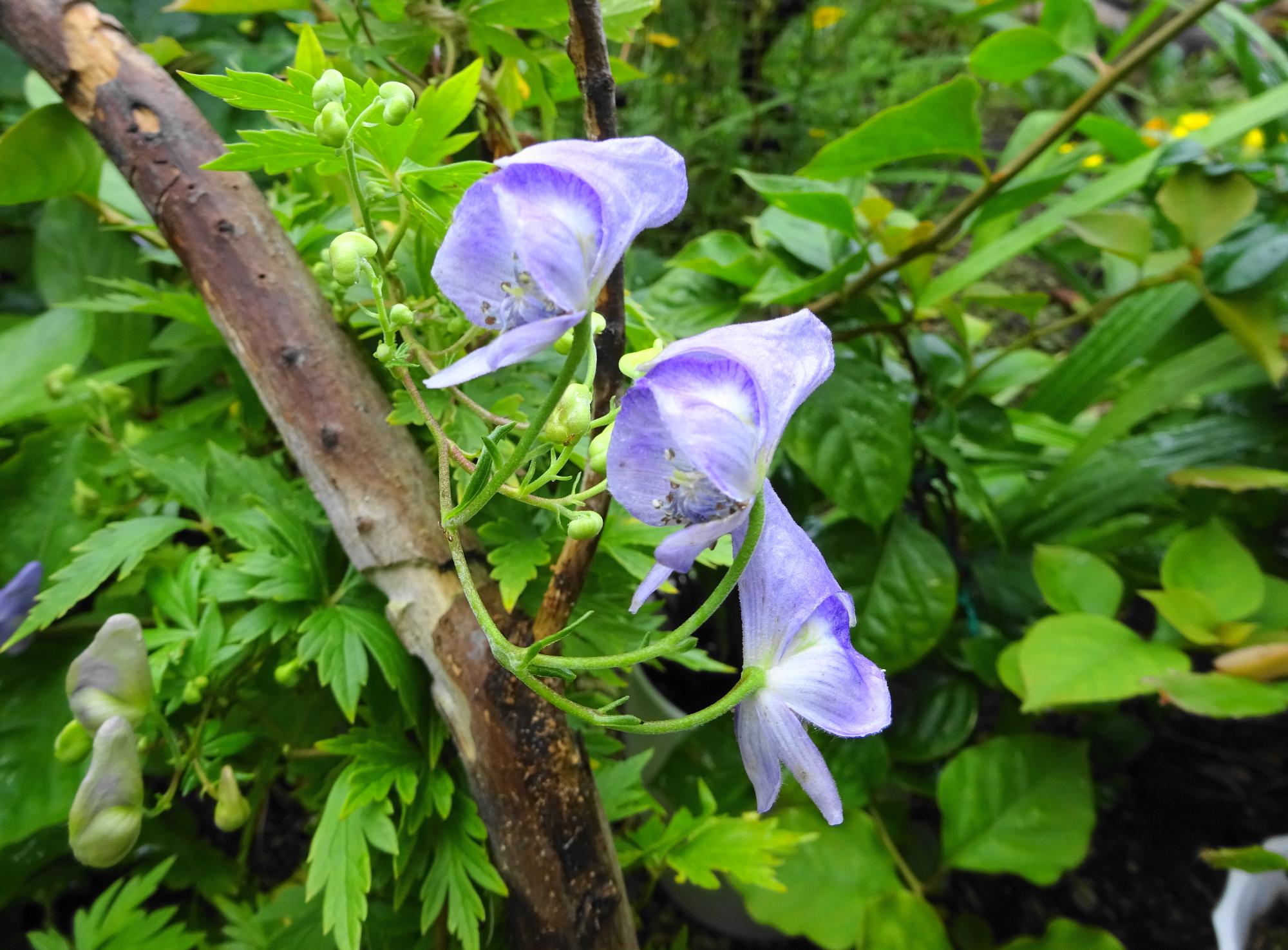 花