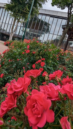 駅前広場の花壇