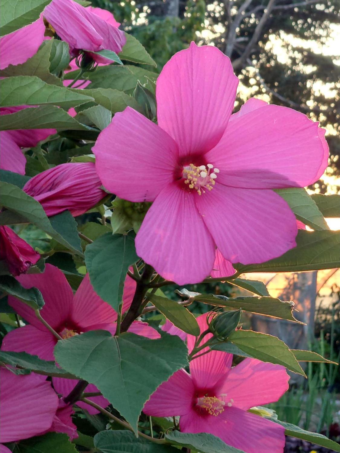 芙蓉