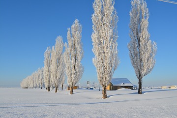 雪原の中に雪をまとったポプラ並木が右側から左奥に並んでいる写真