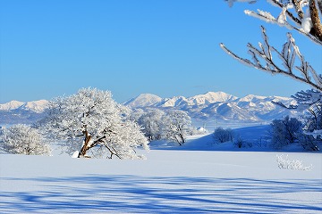 背景に冬の山で、雪原の中に中央付近に木が写っている写真