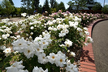 白いバラの花壇の写真
