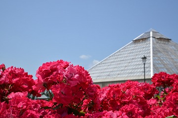 赤いバラが手前に咲いていて、奥に白い屋根が見える写真