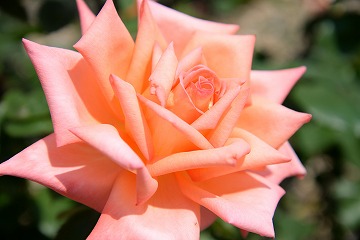 一輪のピンクのバラの写真