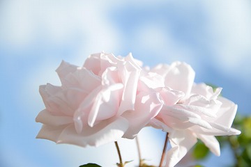 二輪の白いバラの写真