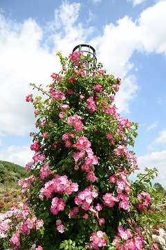 多くのピンクの花が咲いている写真