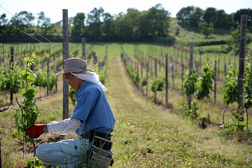 ブドウ畑で作業をする男性が左側に写っている写真