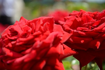 二輪の赤いバラが咲いている写真