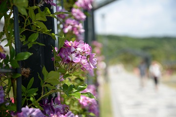 花びらが白でふちが紫の花が咲いていて、右に白い道がある写真