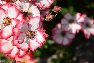 花びらが白でふちが赤の複数の花が咲いている写真