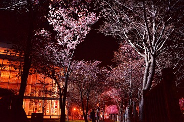 桜がライトアップされている様子の写真