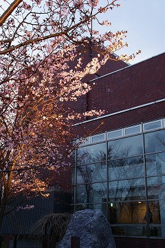ライトアップされた桜と奥に赤い建物が見える写真