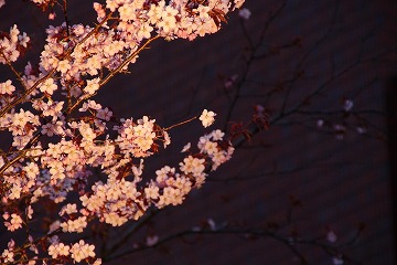 ライトアップされた桜の枝先の写真