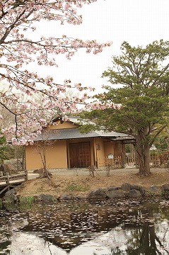 手前に桜と池、奥に小屋があり、手前の池には小屋の屋根が映されている写真