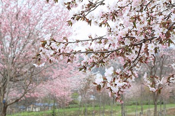 多くの桜が咲いている写真