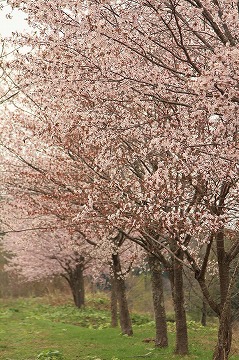 桜の木が手前から奥に並んでいる写真