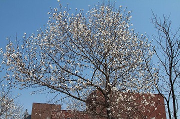 青空と建物を背景にこぶしの花が咲いている写真
