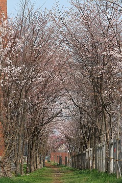 桜並木が手前から奥に続いている写真