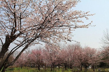 左から斜めに伸びている桜が咲いており、奥にも多くの桜が咲いている写真