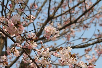 桜の花がついている枝に焦点をあてて拡大した写真