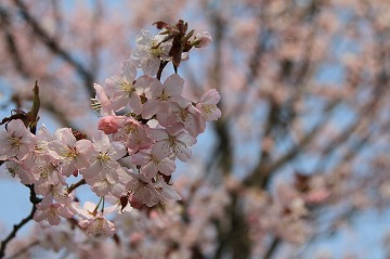 桜の花が咲いている枝先に焦点をあてて拡大した写真