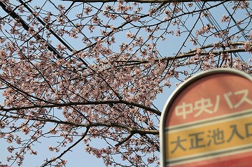 右手前に大正池入口と書かれたバス停の奥に桜が咲いている様子の写真