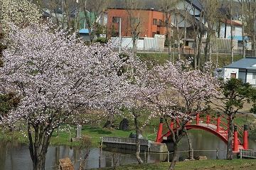 手前に桜が咲いており、奥に赤い橋や多くの建物が見える写真
