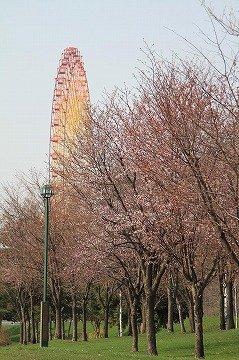 手前から奥に桜の木が並んでおり奥には遊園地の観覧車が写っている写真