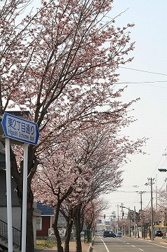 手前から奥に桜の木が並んでおり、右側に道路が奥に伸びている写真