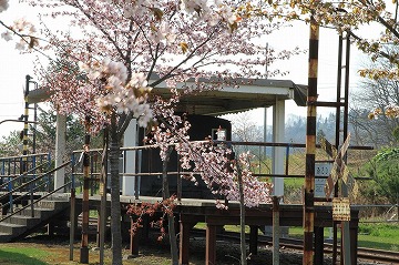 蒸気機関車を背景に桜が咲いている様子の写真