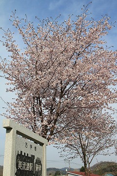 手前左側に美流渡駅跡碑と書かれた石碑の後ろに桜が咲いている様子の写真