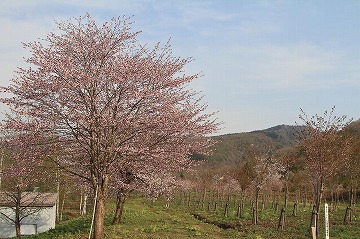 たくさんの桜が咲いており、奥に山が見える写真