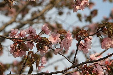 青空を背景に、桜の花がついている枝に焦点をあてた写真