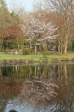 奥にある桜の木などの木々が手前の池に反射して写っている様子の写真