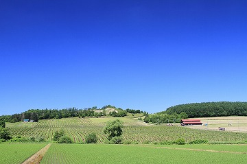 青空、ブドウ畑、ワイナリーが写っている写真