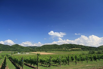 奥に青空と山々、手前にブドウ畑が写っている写真