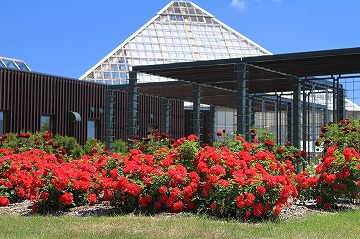 手前にたくさんの赤いバラ、奥に三角屋根の建物が写っている写真