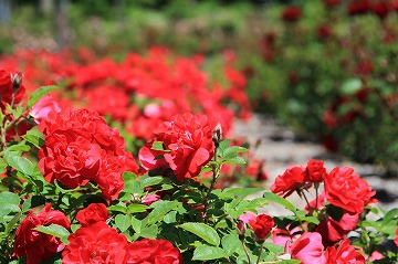 複数の赤いバラが咲いている写真