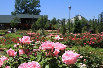 複数のピンクのバラが咲いており、奥に建物が見える写真