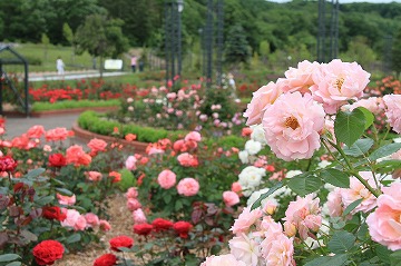 右手前にピンクのバラ、奥に赤やピンクのバラが咲いている花壇が写っている写真