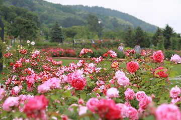 一面、さまざまなバラが咲いている花壇と、奥に山が写っている写真