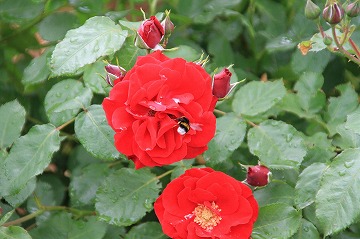 中央の赤いバラにハチがとまっている写真