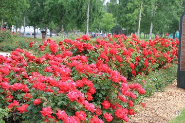 一面、赤いバラが咲いており、奥に多くの木が見える写真