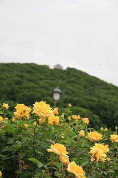 手前に黄色のバラ、奥に山と展望台が写っている写真