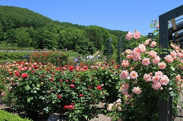 右手前にピンクのバラ、左手前に赤やピンクのバラ、背景に青空、山々が写っている写真